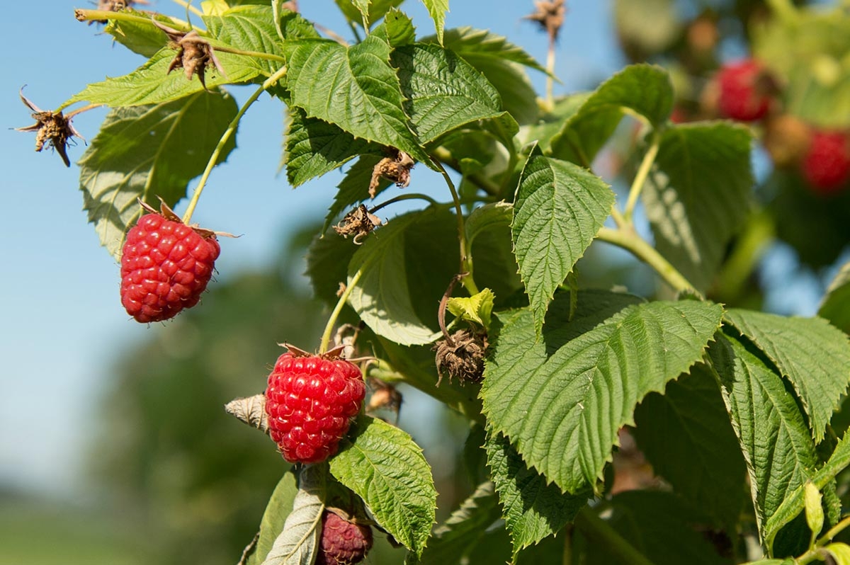 Himbeeren